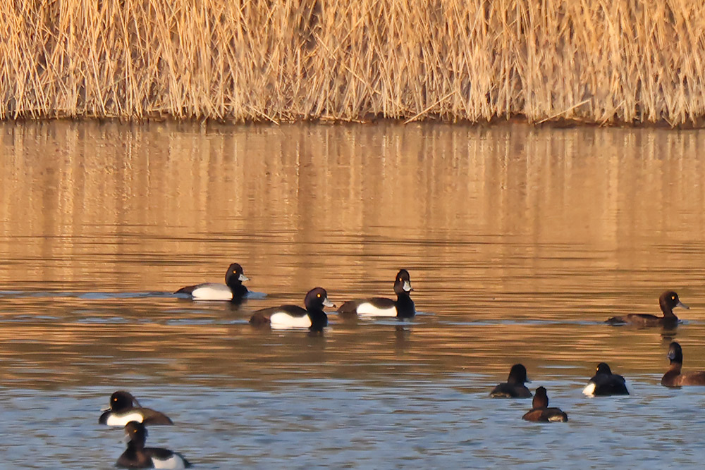 Lesser scaup